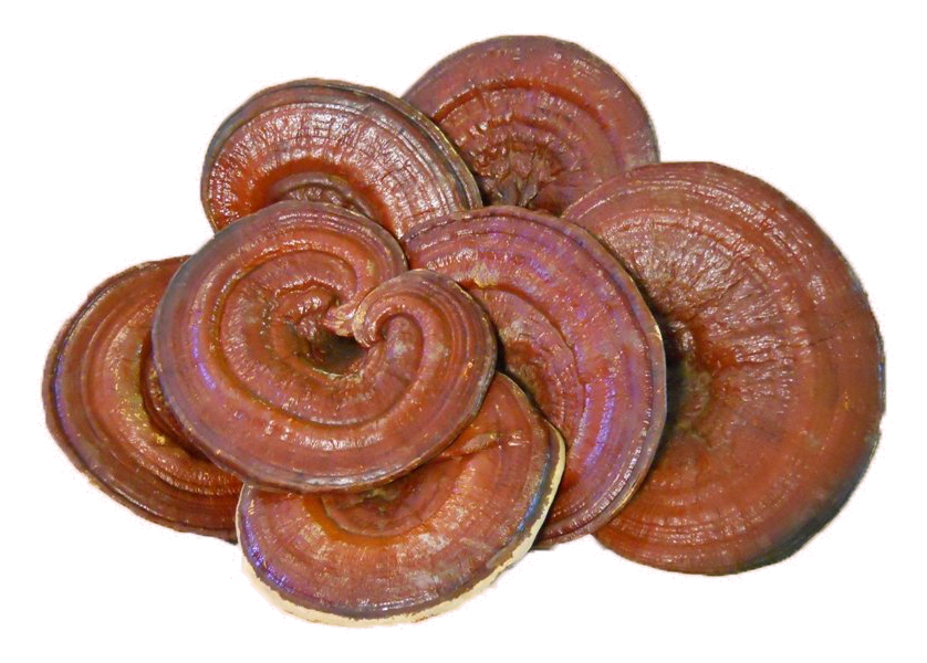 Reishi Mushroom