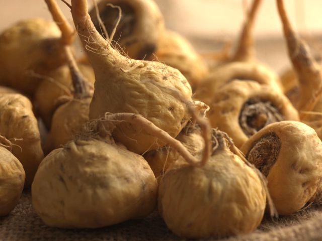 Maca