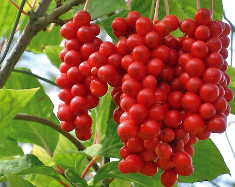 Schisandra Berries